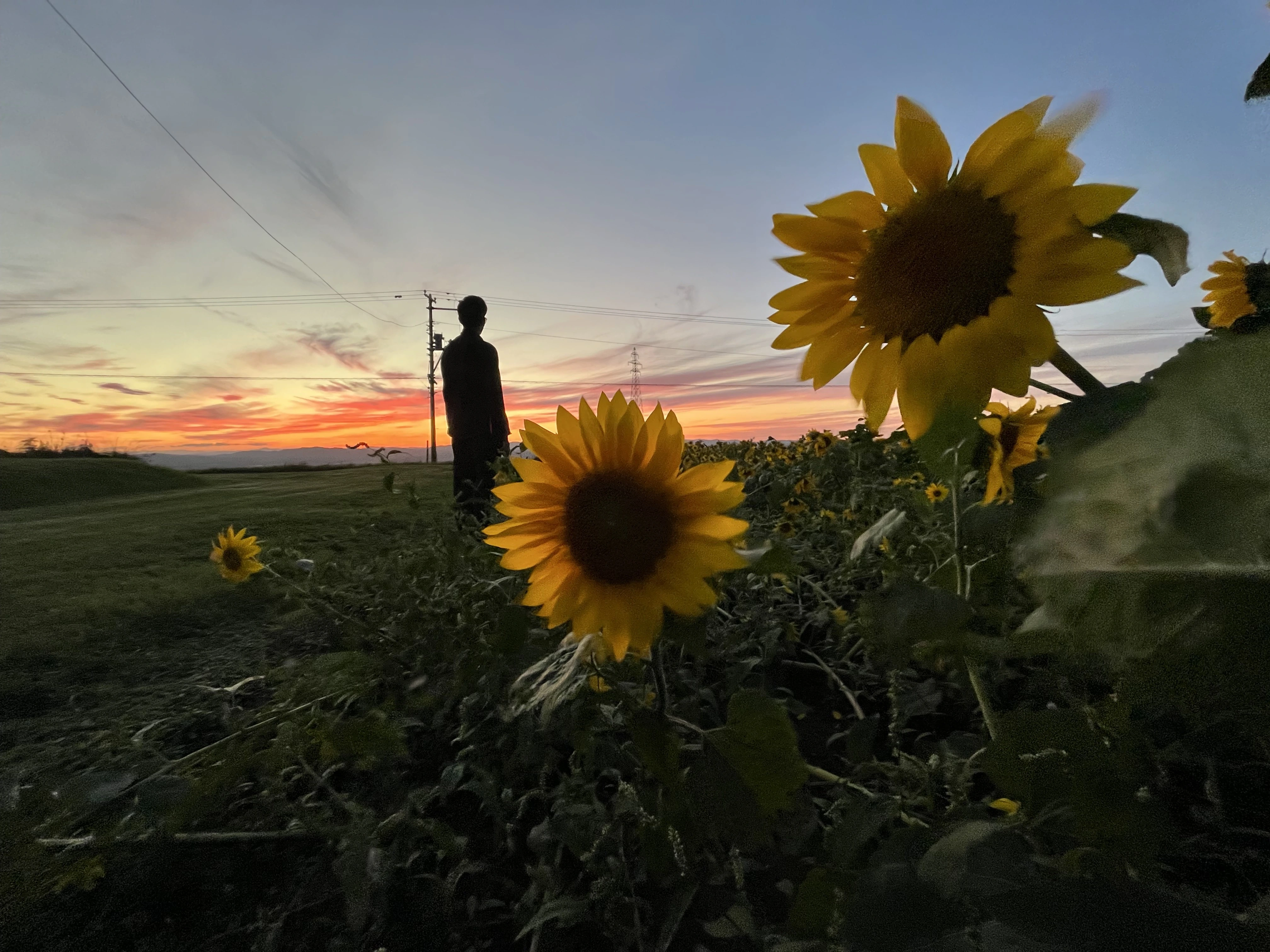 Sunflower Field
